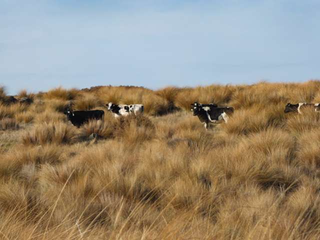 549 Omaui Road Omaui_1