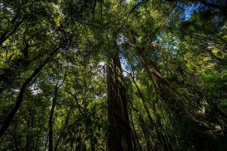 185 Kanuka Rise Wakapuaka_26