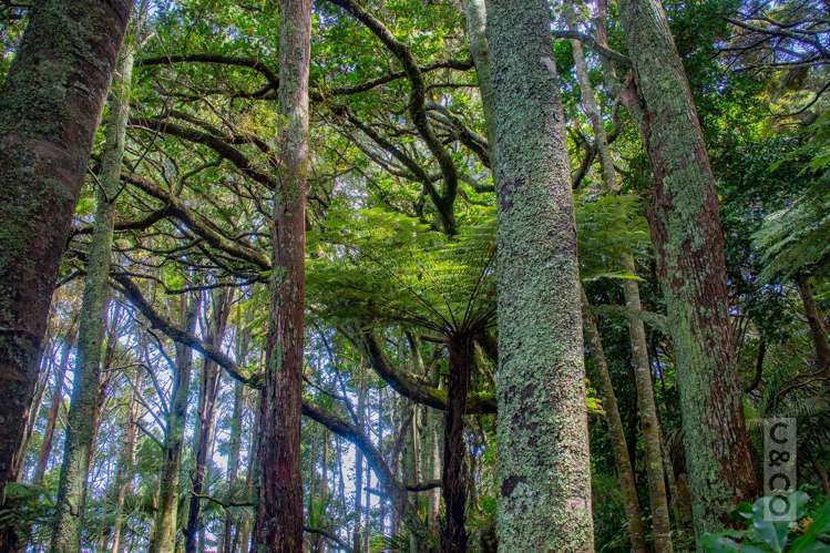 75 Taylor Road Waimauku_32