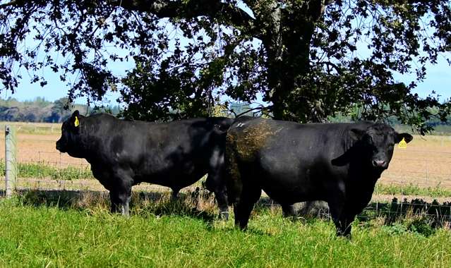 927 Leeston Road Leeston_3