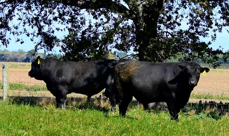 927 Leeston Road Leeston_3