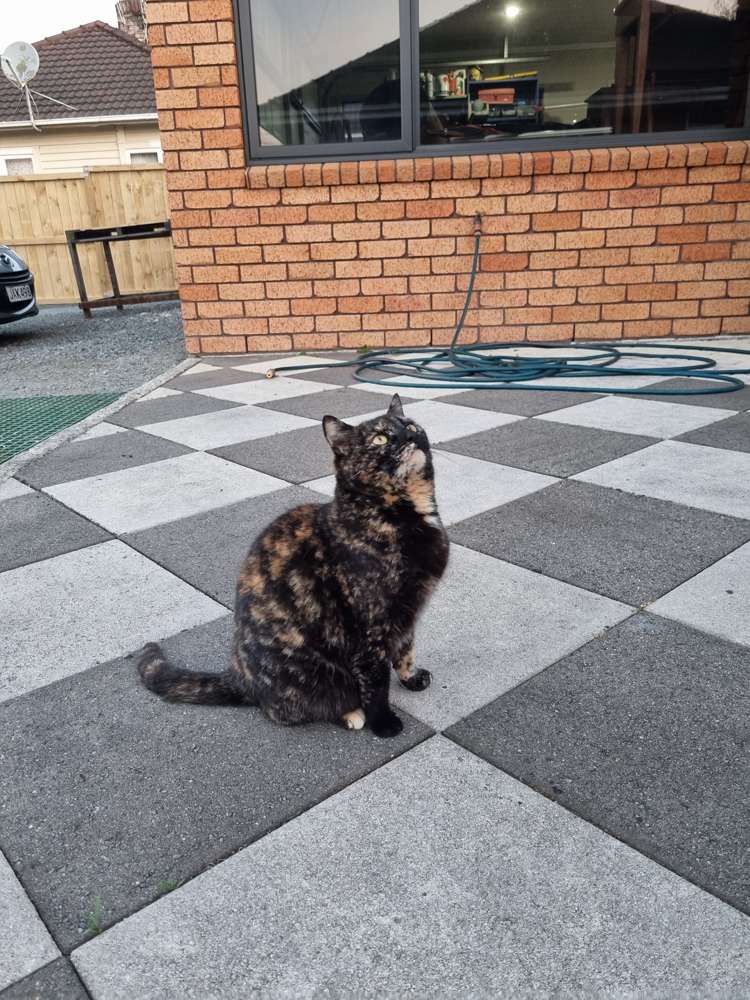 20 Whatawhata Avenue Ngaruawahia_44