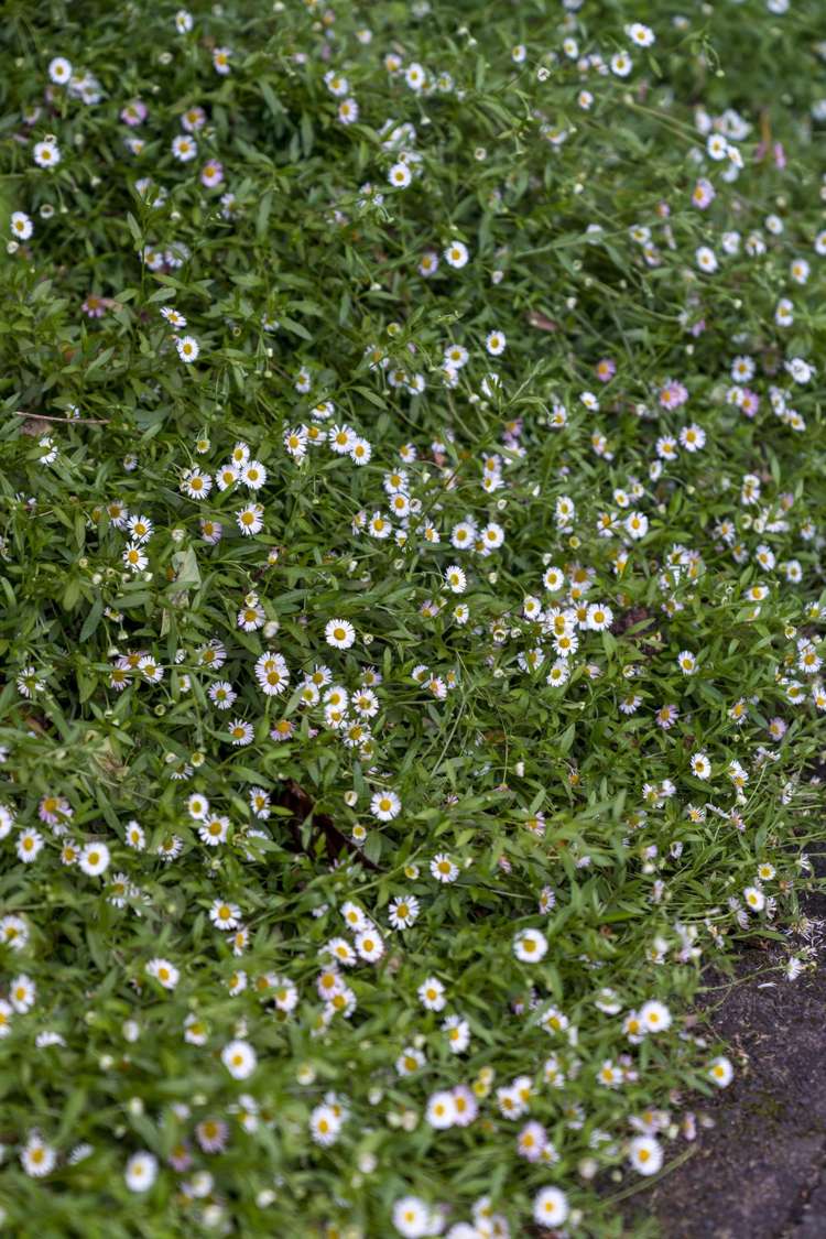 20 Muscat Place Henderson_36