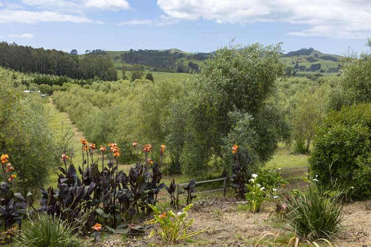 87 Leccino Valley Road Mangonui_28