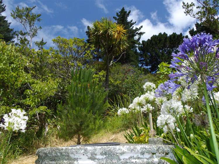 28 Tapu Coroglen Road Tapu_4