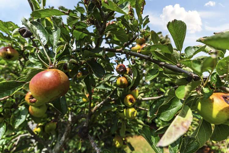 21 Gisborne Terrace Opunake_23