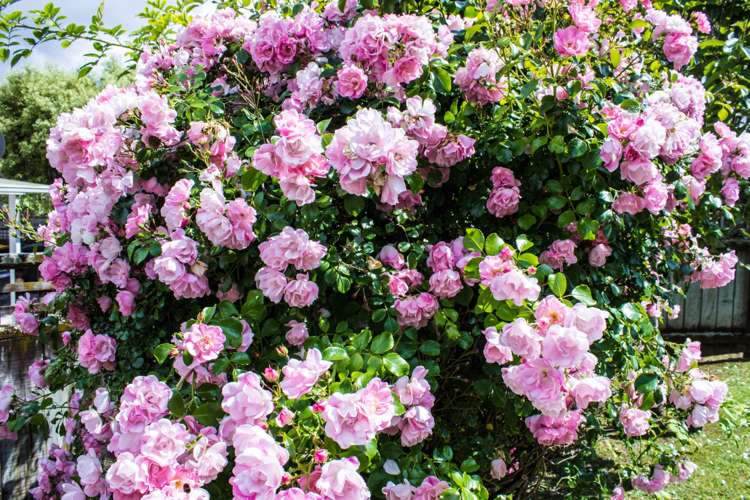 19 Central Park Drive Te Atatu South_16