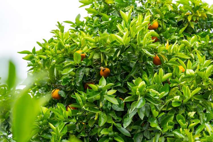 16 Moana Place Morrinsville_18