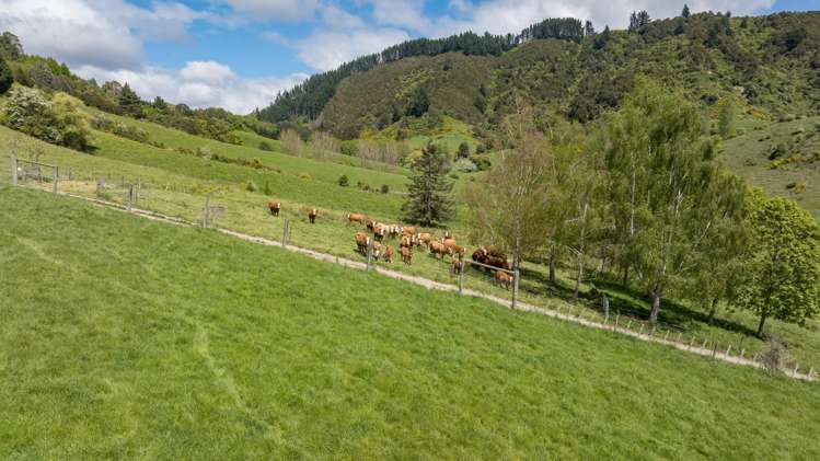 98 Thorpe-Orinoco Road Ngatimoti_19