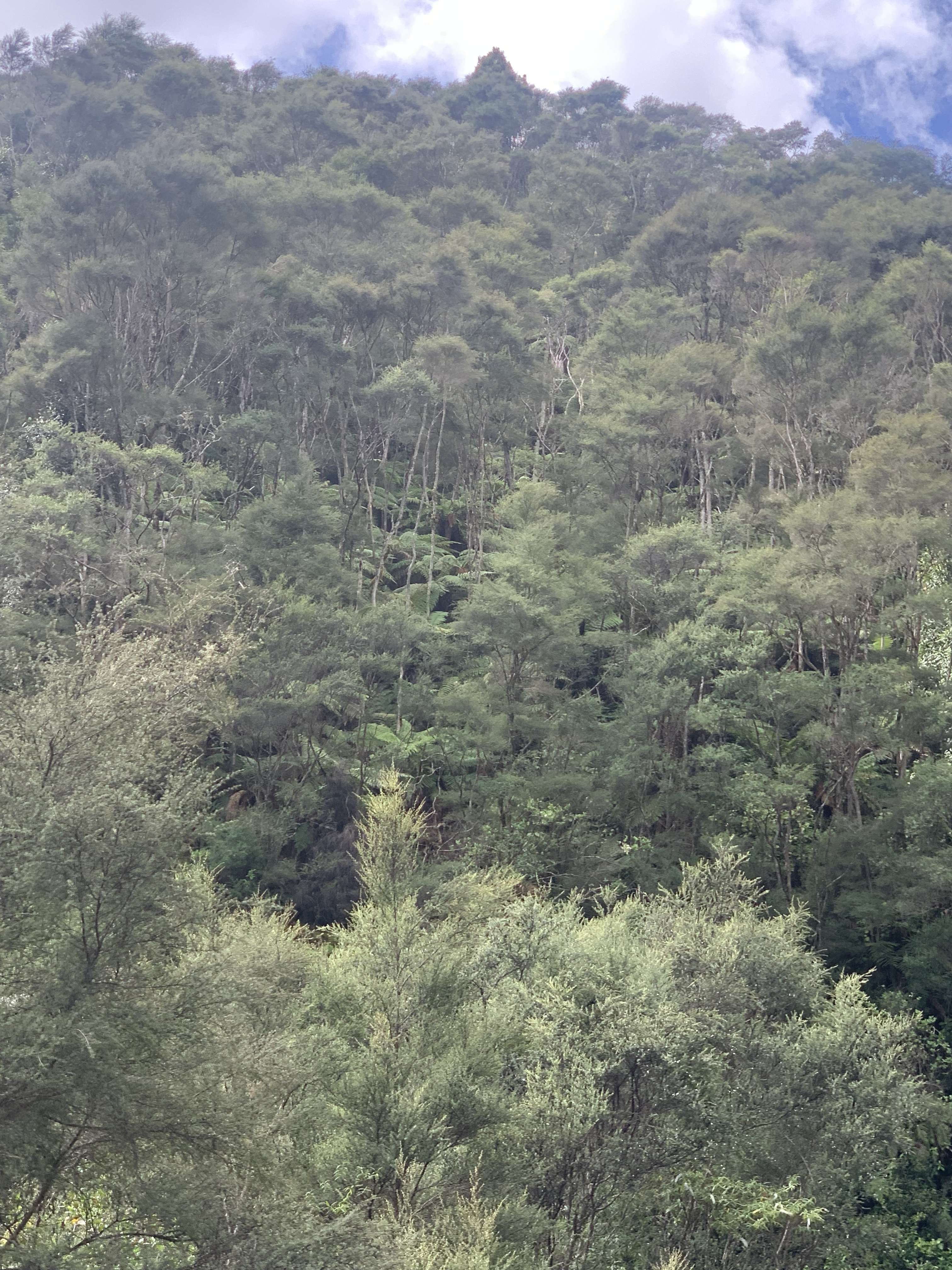 910 Upper Mangaehu Road Makahu Stratford Rural Property For Sale One Roof