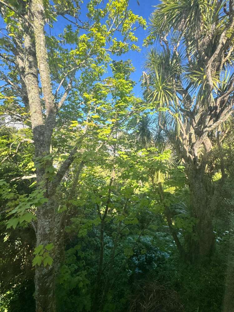  A/21 Lower North Terrace Kelburn_18