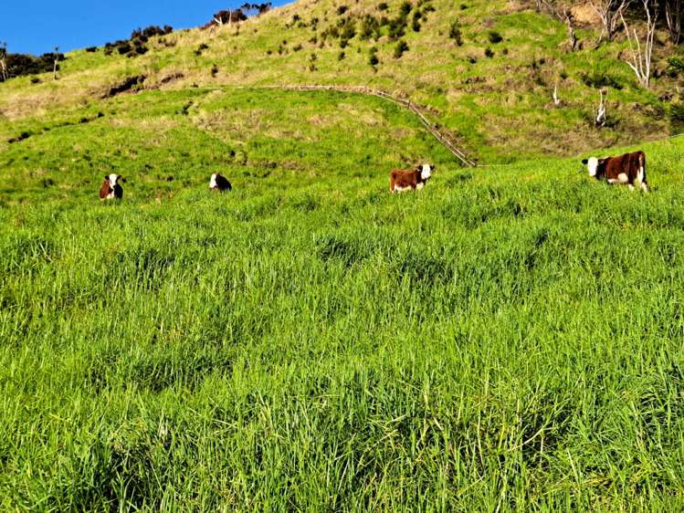 1469 Tuakau Bridge-Port Waikato Road Tuakau_9