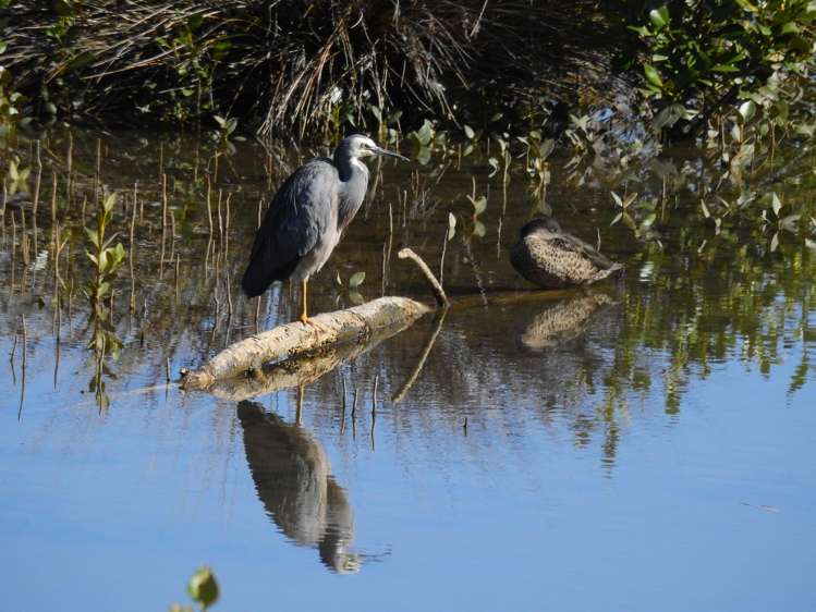 21 Riverside Place Katikati_20