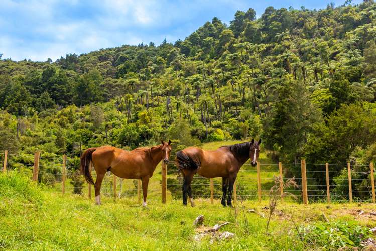 542 Duddy Road Hokianga_25