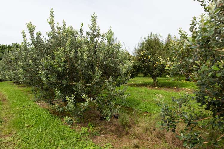 Maruata Road Maungatapere_9