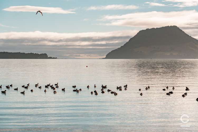 81b Kulim Avenue Otumoetai_24