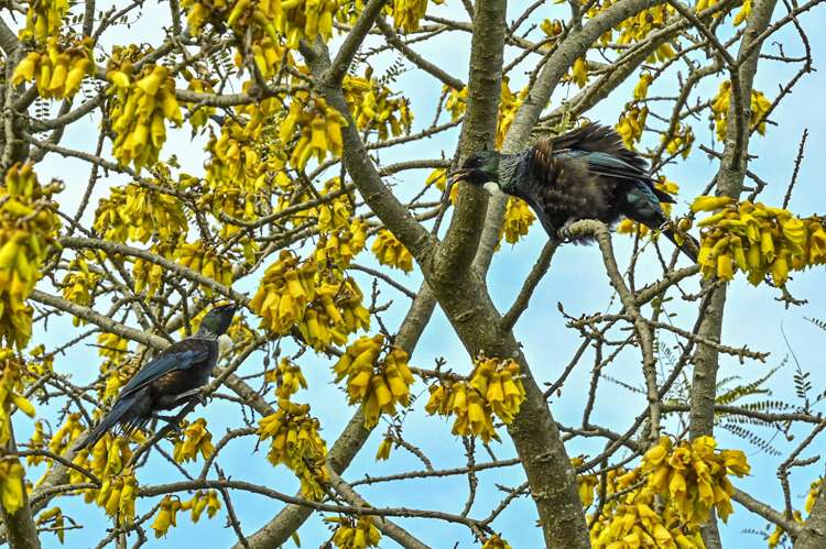 8 Palmer Place Parkvale_21