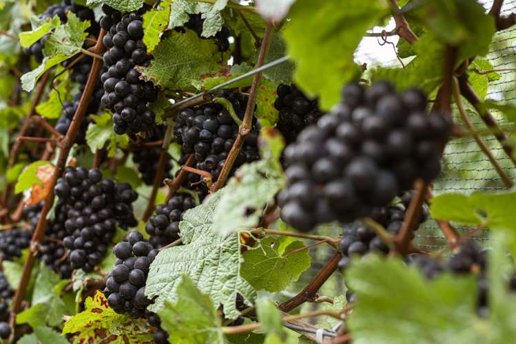 3 Fareham Lane Renwick_22