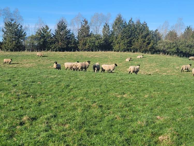 Waimotu Road Herbert_12