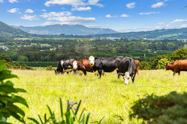 992 State Highway 14 Maungatapere_19