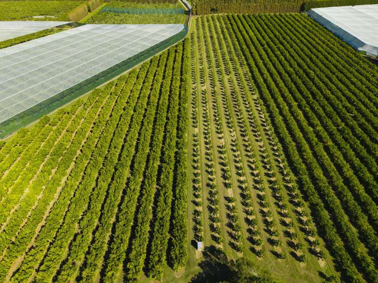 75 Brown Road Ormond_24