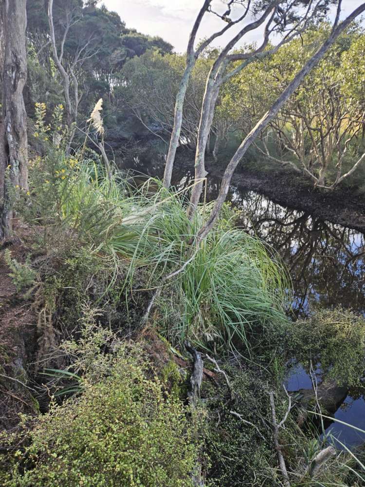 Heath Road Waiharara_20