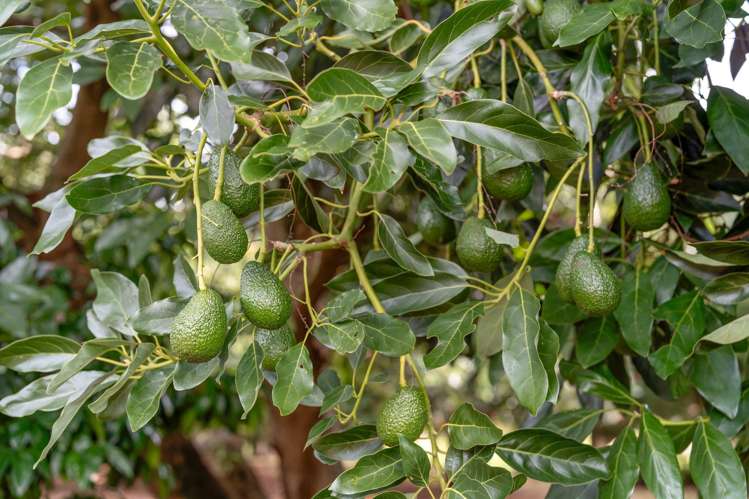 62R Matapihi Station Road Matapihi_43