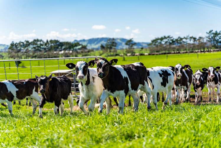 455 West Coast Road Te Kopuru_10