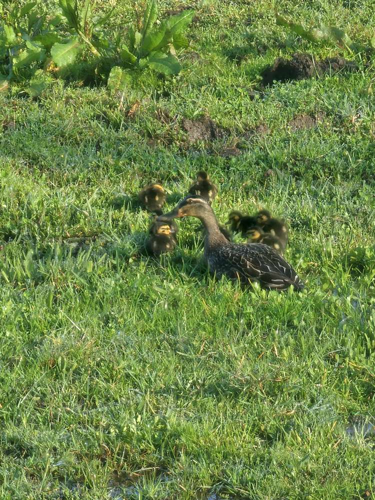 10 O'Brien Road Rotokauri_15