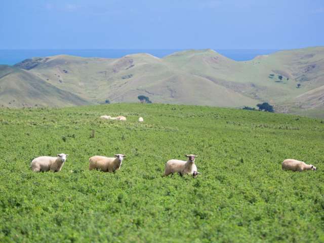 1033 Mangiti Road Te Akau_2