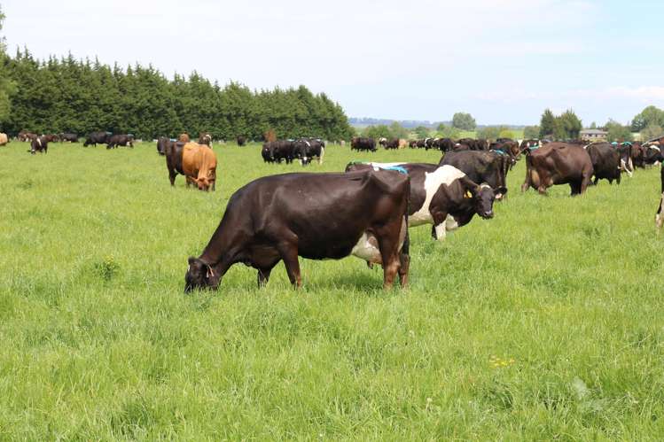 261 Middle Road Tapanui_21