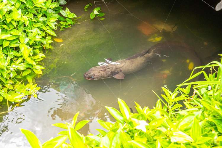 34 Dawson Street Pahiatua_24