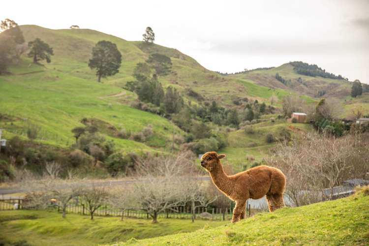 88c Savage Road Waihi_21