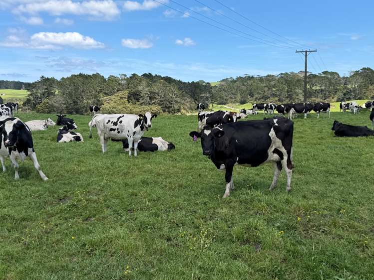 454 West Coast Road Te Kopuru_6