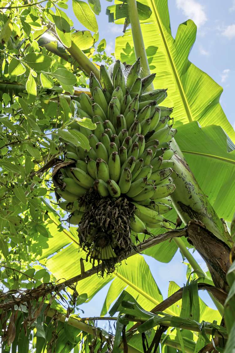 248 Jobe Road Maungakaramea_20