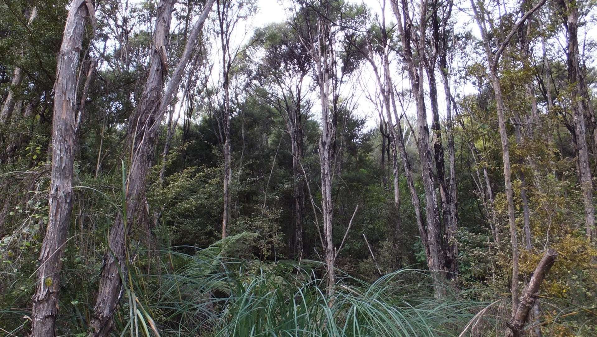 Oruaiti Road Mangonui_0