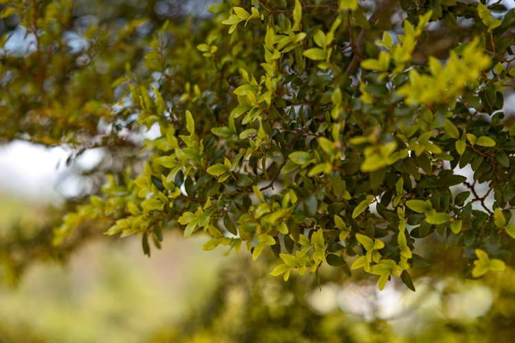 19 Haast Eagle Road Bobs Cove_11