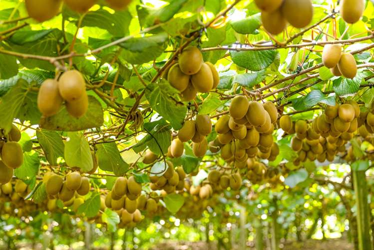 40 Woodland Road Tahawai_13