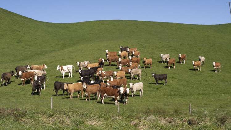 73 Hall Road Eketahuna_24