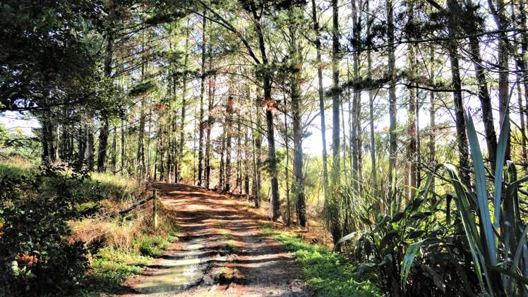 154 Garbolino Road Mangawhai_16