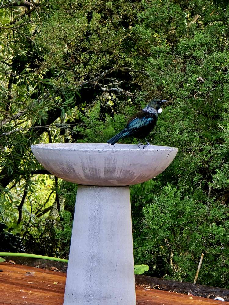 313 Hill Road Eskdale_31