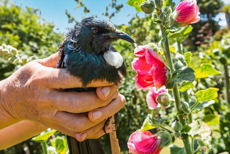 43 Morero Terrace Taumarunui_22