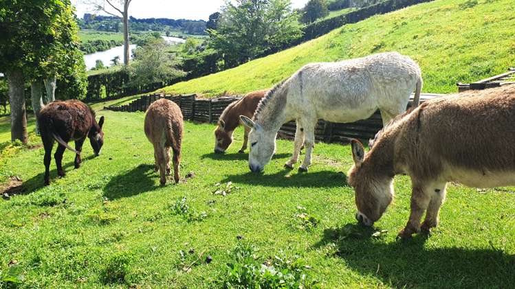 3 Kelston Way Tauriko_23