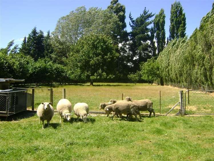 16 Hollands Road Tinwald_3