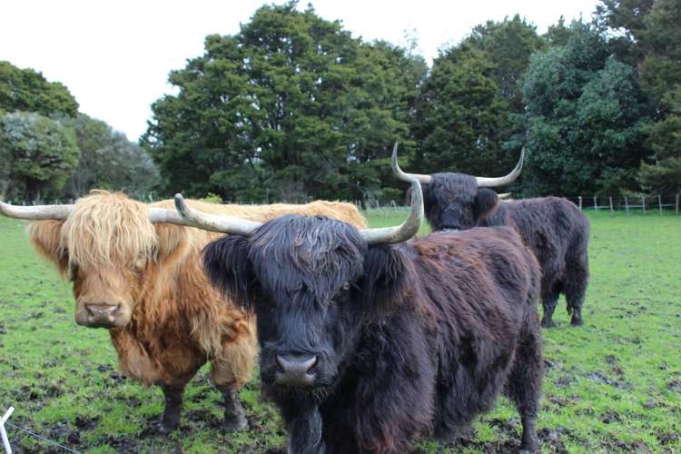 529 Whatitiri Road Poroti_14