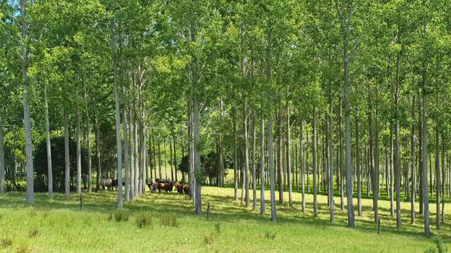 237 Hewlett Road Mata_3