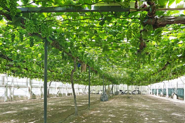 392 Ngarua Road Waitoa_1