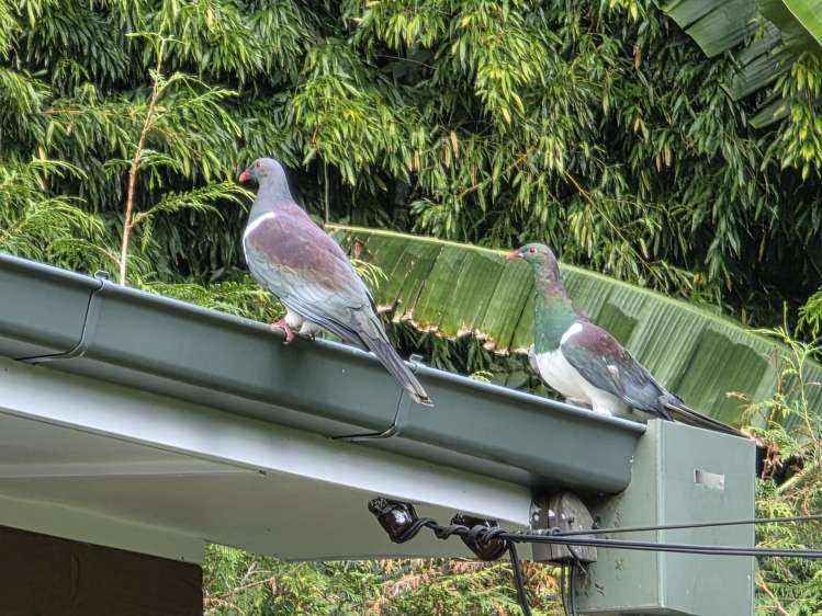1000B Hamurana Road Hamurana_22