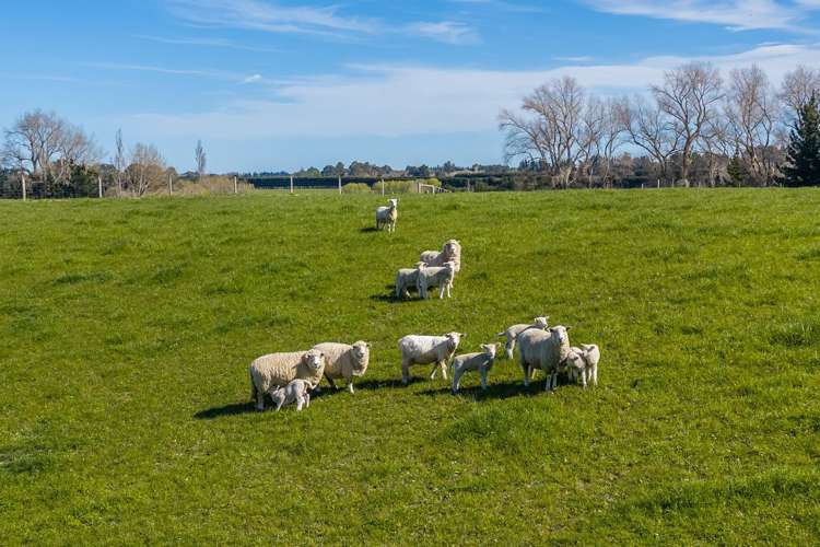 266 Rangiora Leithfield Road Sefton_17
