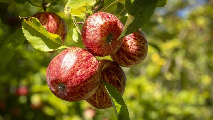 2466 State Highway 2 Greytown_14